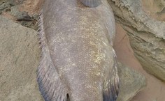 Pesquisadores irão coletar tecido muscular para análises genéticas