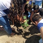 Projeto da Ufal vai escolher árvore-símbolo do Campus do Sertão