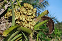 Árvores que estão na disputa