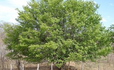 Árvores que estão na disputa