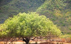 Árvores que estão na disputa