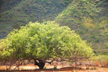 Árvores que estão na disputa