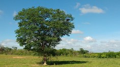 Árvores que estão na disputa