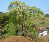 Árvores que estão na disputa