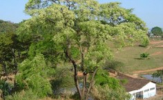 Árvores que estão na disputa