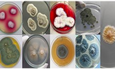 Alysson Duarte tem pesquisado os micro-organismos da Antártica desde a época do doutorado na USP com as leveduras do polo Sul para produção de enzimas lipases