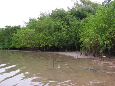 O projeto fomenta práticas de conservação da biodiversidade (Foto: Tarciso Leão)