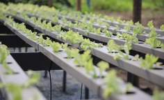 Foram inaugurados equipamentos para a aquicultura, aquaponia e produção de rações