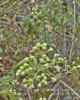Ufal amplia estudos sobre própolis para expandir exportação do produto