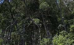 Os manguezais são considerados um dos ecossistemas mais produtivos do planeta, com capacidade de sequestrar até oito vezes mais carbono da atmosfera em comparação a outros ecossistemas