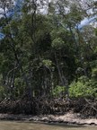 Os manguezais são considerados um dos ecossistemas mais produtivos do planeta, com capacidade de sequestrar até oito vezes mais carbono da atmosfera em comparação a outros ecossistemas