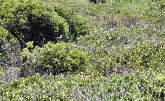 Ambientalistas propõem criação de Refúgio da Vida Silvestre no litoral sul de Alagoas