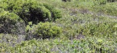 Ambientalistas propõem criação de Refúgio da Vida Silvestre no litoral sul de Alagoas