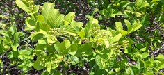 Ambientalistas propõem criação de Refúgio da Vida Silvestre no litoral sul de Alagoas