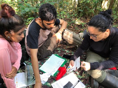 Pesquisadores do Labecem registraram o canto do uru-nordestino na Reserva de Pedra Talhada, na região de Quebrangulo Pesquisadores do Labecem registraram o canto do uru-nordestino na Reserva de Pedra Talhada, na região de Quebrangulo