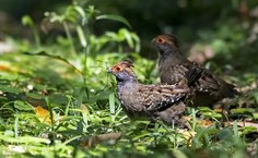 Recuperação da população do uru-nordestino vai contribuir com ecossistema da Reserva Biológica de Pedra Talhada