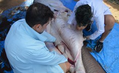 Pesquisadores examinando o animal no Oceanário de Aracaju