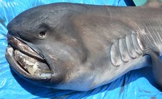 Tubarão encontrado morto