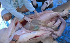 Pesquisadores examinando o animal no Oceanário de Aracaju