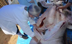 Pesquisadores examinando o animal no Oceanário de Aracaju