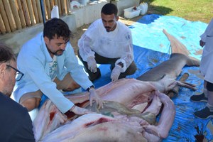 Professor da Ufal é convidado para examinar tubarão raro encontrado em Sergipe