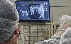Ufal colabora com estudos sobre óbitos de equinos por suspeita de contaminação de ração