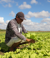 Ufal assina contratos para compra de alimentos da agricultura familiar