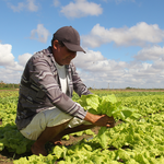 Ufal assina contratos para compra de alimentos da agricultura familiar