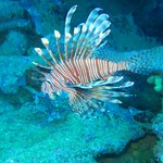 Ação com a Ufal promove manejo seguro do peixe-leão nos recifes de Alagoas