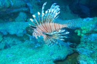 Ação com a Ufal promove manejo seguro do peixe-leão nos recifes de Alagoas