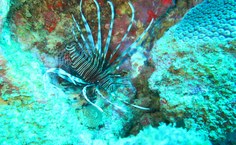 O peixe-leão (Pterois volitans) é espécie invasora e peçonhenta que tem crescido no litoral alagoano