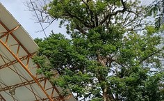 Parceria com a Prefeitura de Maceió reforça, além da limpeza, iluminação e cuidados com áreas verdes