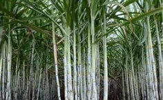 Entre as novas cultivares, três são vinculadas à Ufal
