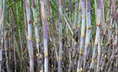 Entre as novas cultivares, três são vinculadas à Ufal