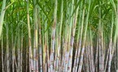 Entre as novas cultivares, três são vinculadas à Ufal