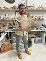 Cabeça de mero taxidermizada será utilizada para educação ambiental