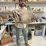 Cabeça de mero taxidermizada será utilizada para educação ambiental