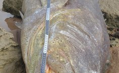 Peixe Mero capturado tinha 2,1 metros de comprimento e foi encontrado morto e encalhado no litoral norte da Bahia, em 2025