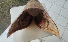 Peixe Mero capturado tinha 2,1 metros de comprimento e foi encontrado morto e encalhado no litoral norte da Bahia, em 2025