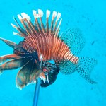 Pesquisadores da Ufal seguem com ações de monitoramento do peixe-leão