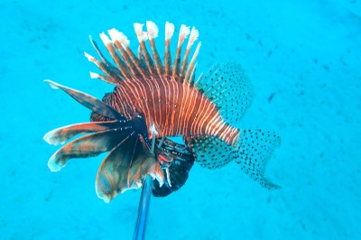 Peixe-leão capturado por pescadores