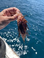 Ufal participa de capacitação sobre manejo seguro do peixe-leão na Bahia