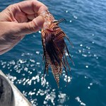 Ufal participa de capacitação sobre manejo seguro do peixe-leão na Bahia